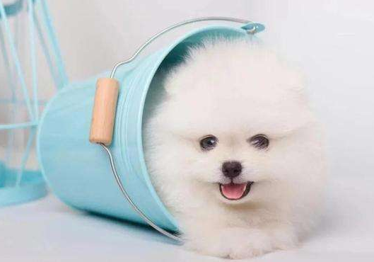 茶杯恶犬资料（茶杯恶犬2023）