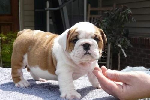 英国斗牛犬和法国斗牛犬的区别（英国斗牛犬简介）