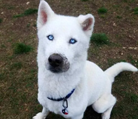 好听公犬名字有吗（取狗名这种事还是00后会玩）