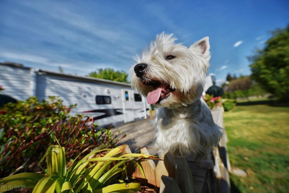 西高地犬掉毛吗（详解：西高地犬的优点缺点）