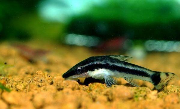 小精灵鱼如何繁殖