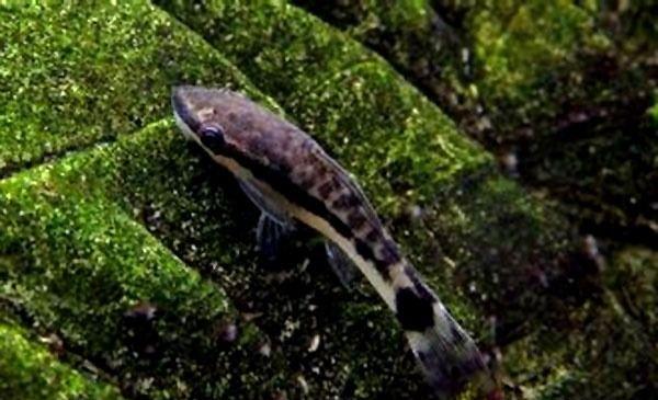 小精灵鱼如何繁殖（附：小精灵鱼繁殖技巧）