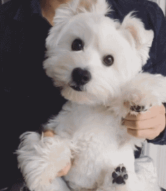 西高地犬掉毛吗