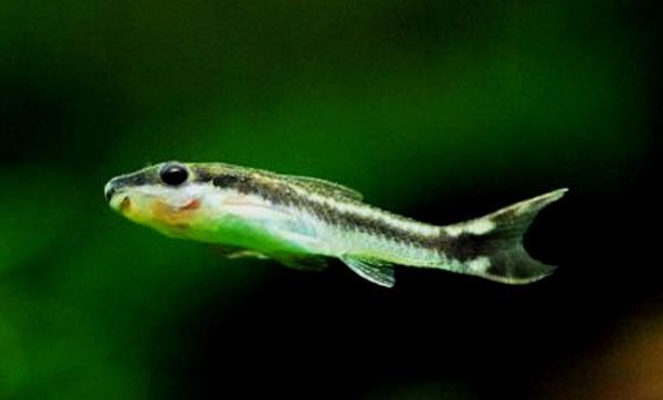 小精灵鱼如何繁殖（附：小精灵鱼繁殖技巧）