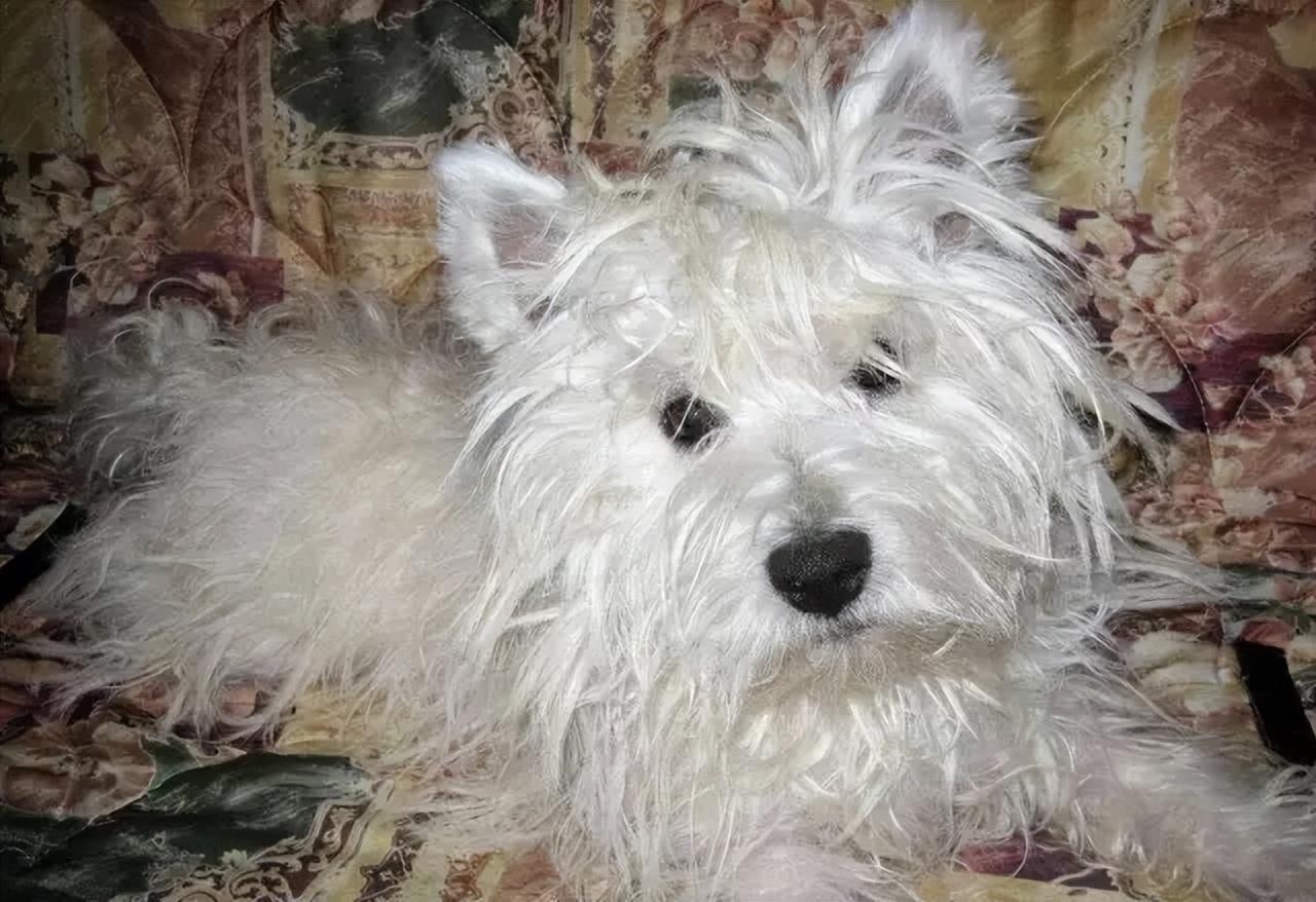 西高地犬掉毛吗（详解：西高地犬的优点缺点）