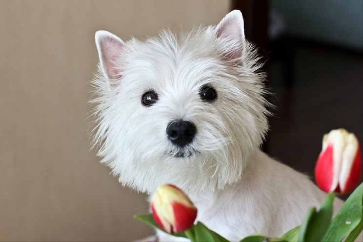 西高地犬掉毛吗（详解：西高地犬的优点缺点）