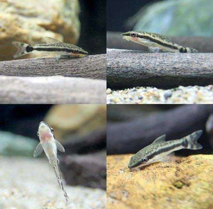 小精灵鱼如何繁殖（附：小精灵鱼繁殖技巧）