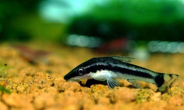 小精灵鱼如何繁殖（附：小精灵鱼繁殖技巧）
