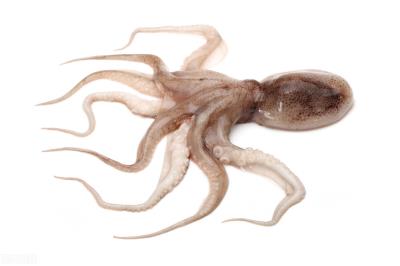 猫头鹰吃什么东西作为食物（猫头鹰选择吃老鼠的原因）