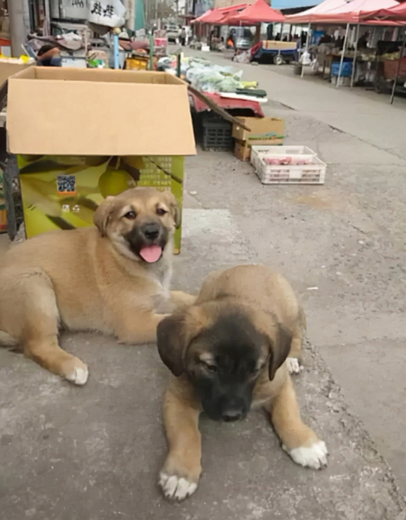 蛇会保护主人是真的吗?（附：宠物蛇会认主人吗）