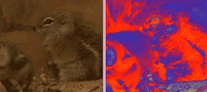 蛇会保护主人是真的吗?（附：宠物蛇会认主人吗）