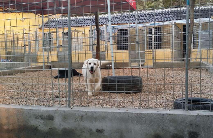 怎么看拉布拉多犬纯不纯（教你辨别纯种拉布拉多的5个技巧）