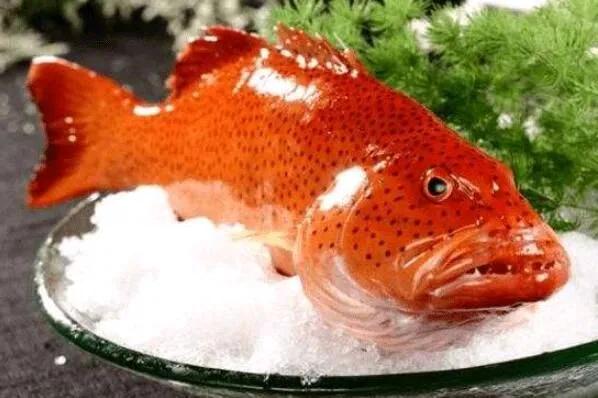 老虎斑和东星斑哪个档次更高（附：东星斑和老鼠斑哪个更加贵）