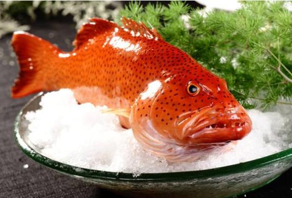 老虎斑和东星斑哪个档次更高（附：东星斑和老鼠斑哪个更加贵）