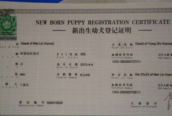 怎么看拉布拉多犬纯不纯（教你辨别纯种拉布拉多的5个技巧）