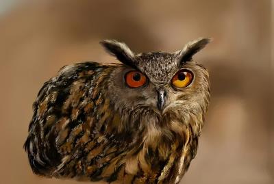 猫头鹰吃什么东西作为食物（猫头鹰选择吃老鼠的原因）