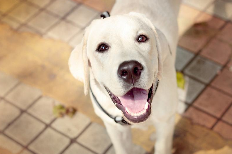 怎么看拉布拉多犬纯不纯（教你辨别纯种拉布拉多的5个技巧）