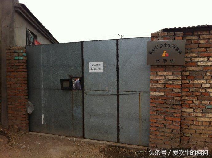 小狗冠状熬过几天算好了（两个月的小狗冠状很活泼能治好吗）