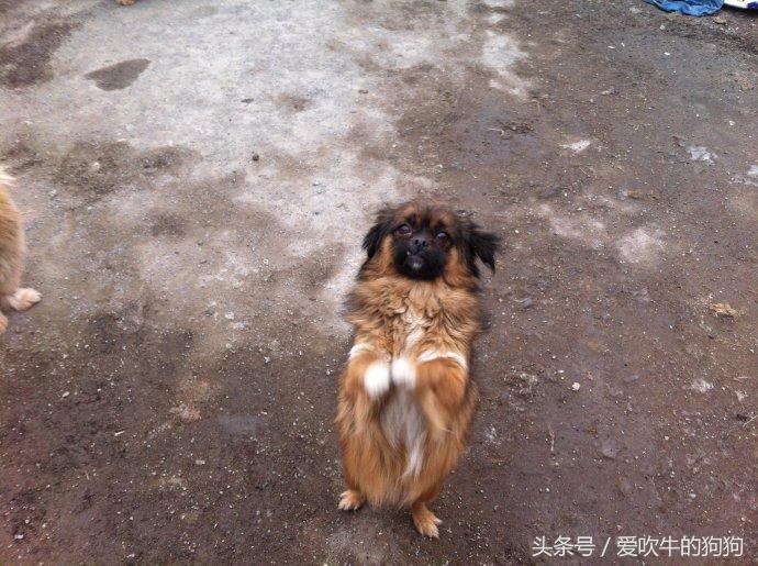 小狗冠状熬过几天算好了（两个月的小狗冠状很活泼能治好吗）