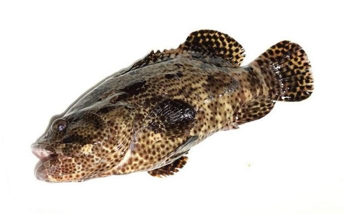 老虎斑和东星斑哪个档次更高（附：东星斑和老鼠斑哪个更加贵）