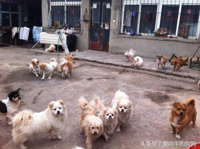 小狗冠状熬过几天算好了（两个月的小狗冠状很活泼能治好吗）