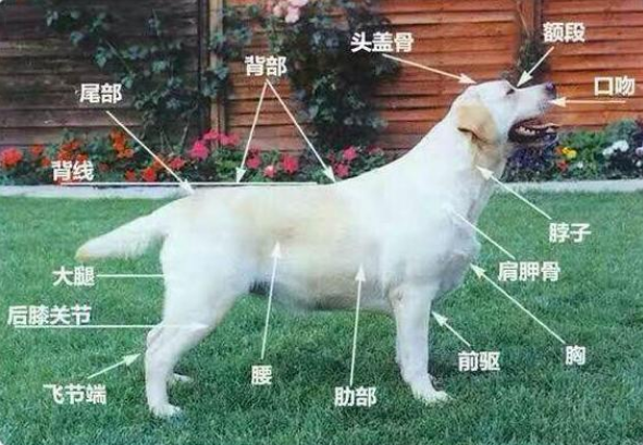 怎么看拉布拉多犬纯不纯（教你辨别纯种拉布拉多的5个技巧）