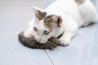 猫头鹰吃什么东西作为食物（猫头鹰选择吃老鼠的原因）