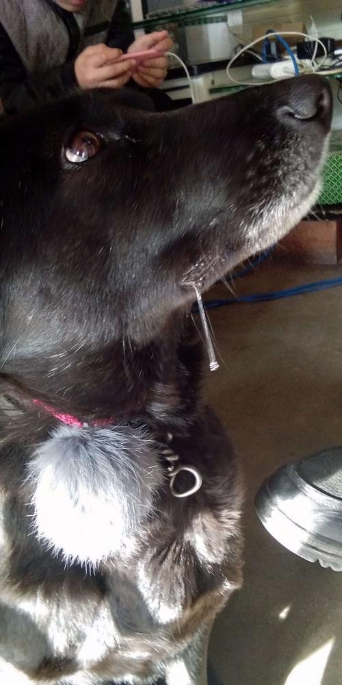 狗狗的口水不干净不小心吃到咋办