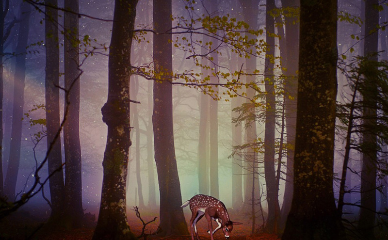 10种最好养的仓鼠名单（详解：养哪几种仓鼠好）