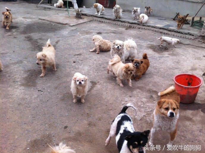 小狗冠状熬过几天算好了（两个月的小狗冠状很活泼能治好吗）