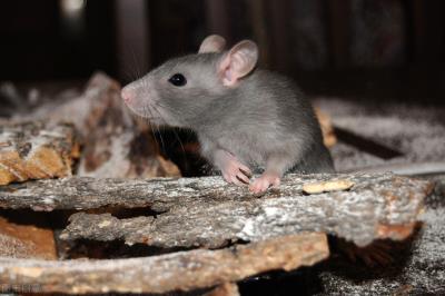 猫头鹰吃什么东西作为食物（猫头鹰选择吃老鼠的原因）