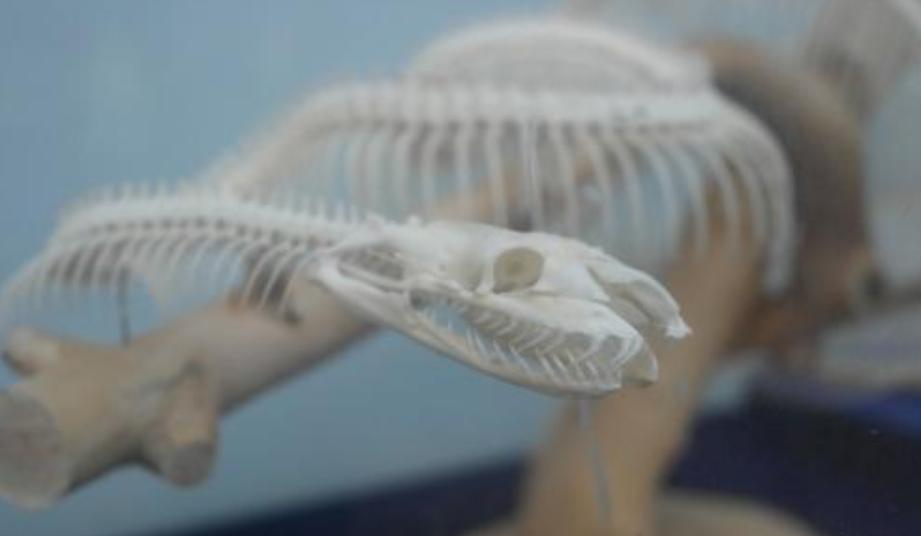 蛇会保护主人是真的吗