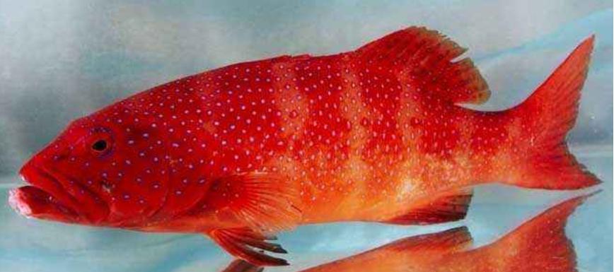 老虎斑和东星斑哪个档次更高（附：东星斑和老鼠斑哪个更加贵）