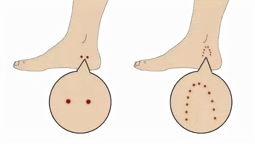 蛇会保护主人是真的吗?（附：宠物蛇会认主人吗）