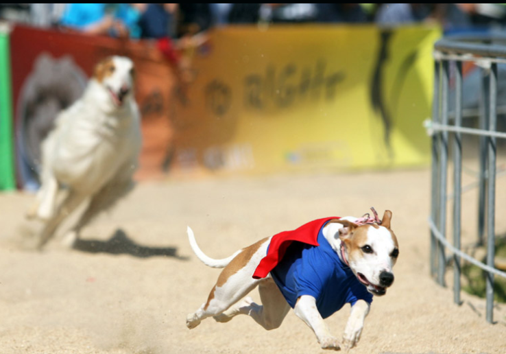 幼犬跑来跑去疯了一样为什么不叫呢（幼犬狂躁症的表现症状有哪些）
