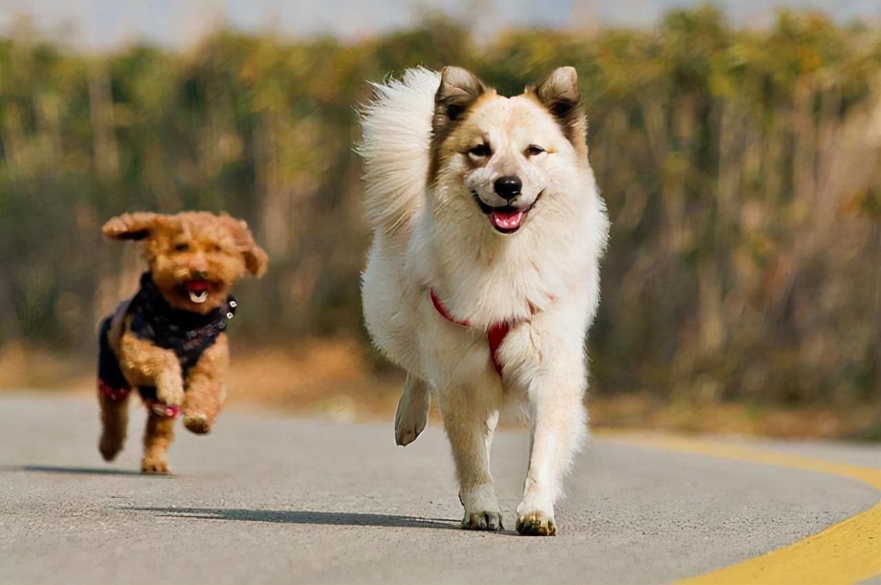 幼犬跑来跑去疯了一样为什么不叫呢