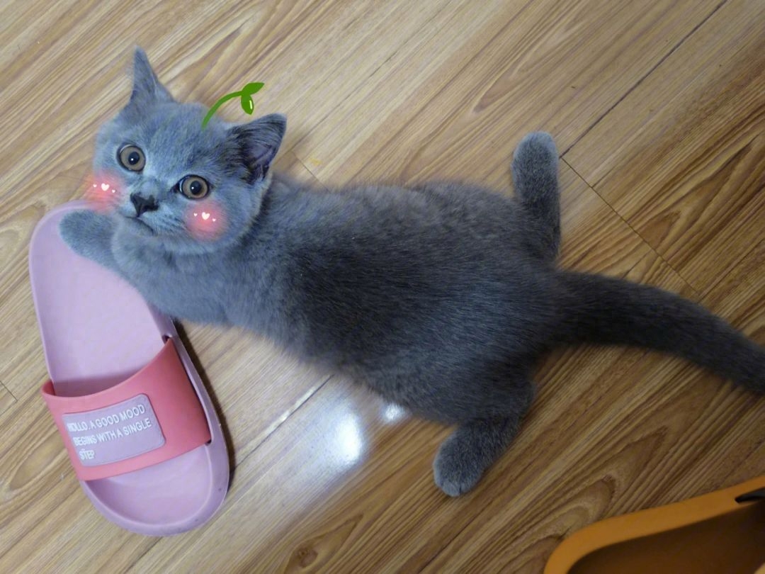 缅因猫价格一览表2023（附：2023“最受欢迎”的7种猫及价格）