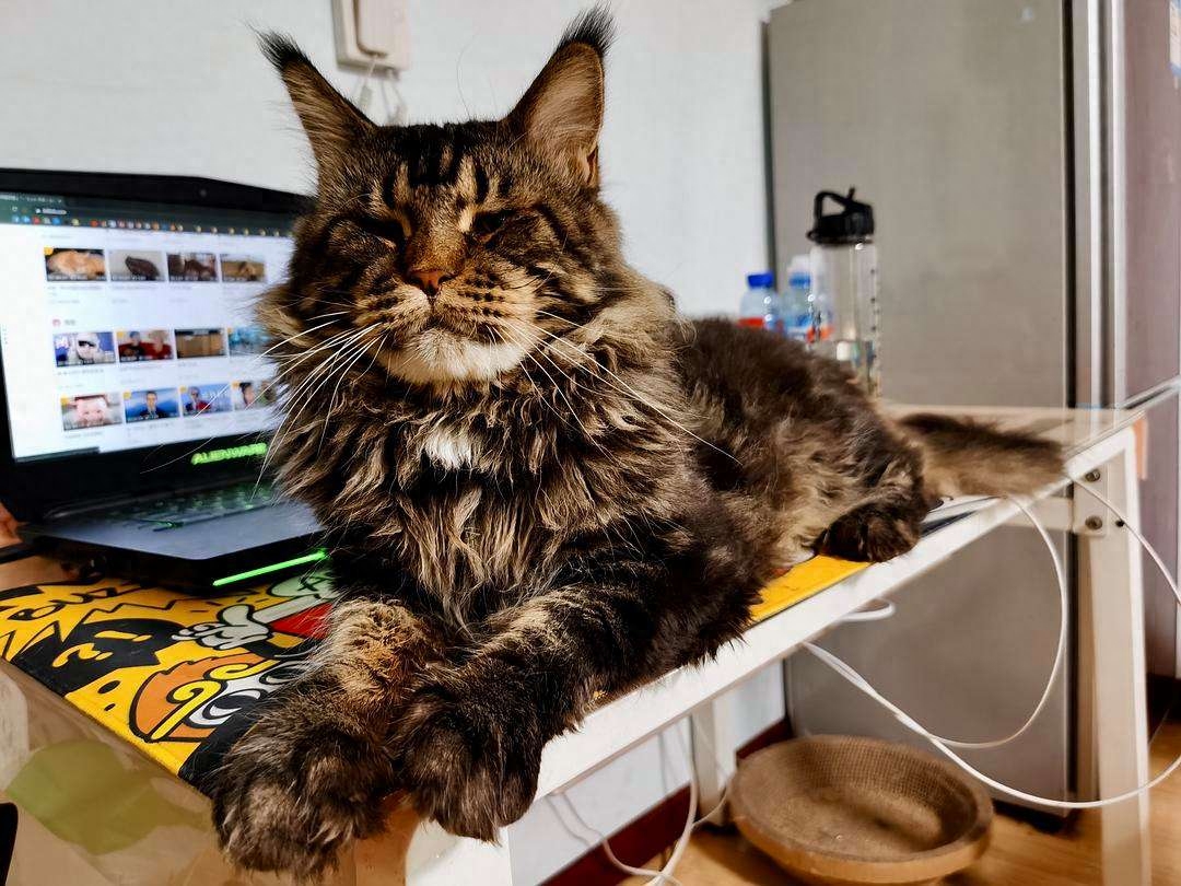 缅因猫价格一览表2023（附：2023“最受欢迎”的7种猫及价格）