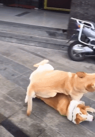 幼犬跑来跑去疯了一样为什么不叫呢（幼犬狂躁症的表现症状有哪些）