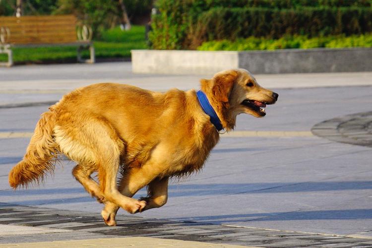 幼犬跑来跑去疯了一样为什么不叫呢（幼犬狂躁症的表现症状有哪些）