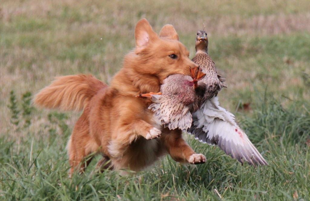 幼犬跑来跑去疯了一样为什么不叫呢（幼犬狂躁症的表现症状有哪些）
