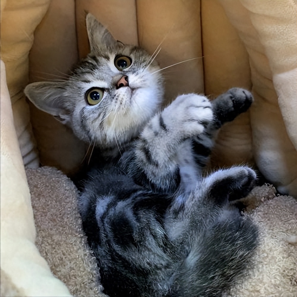 缅因猫价格一览表2023（附：2023“最受欢迎”的7种猫及价格）