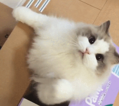 缅因猫价格一览表2023（附：2023“最受欢迎”的7种猫及价格）