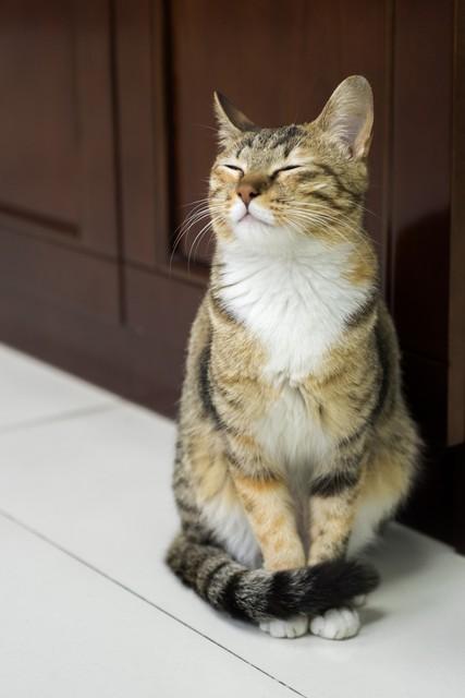 三花猫多少钱一只（颜值高的三花猫也就几十元）