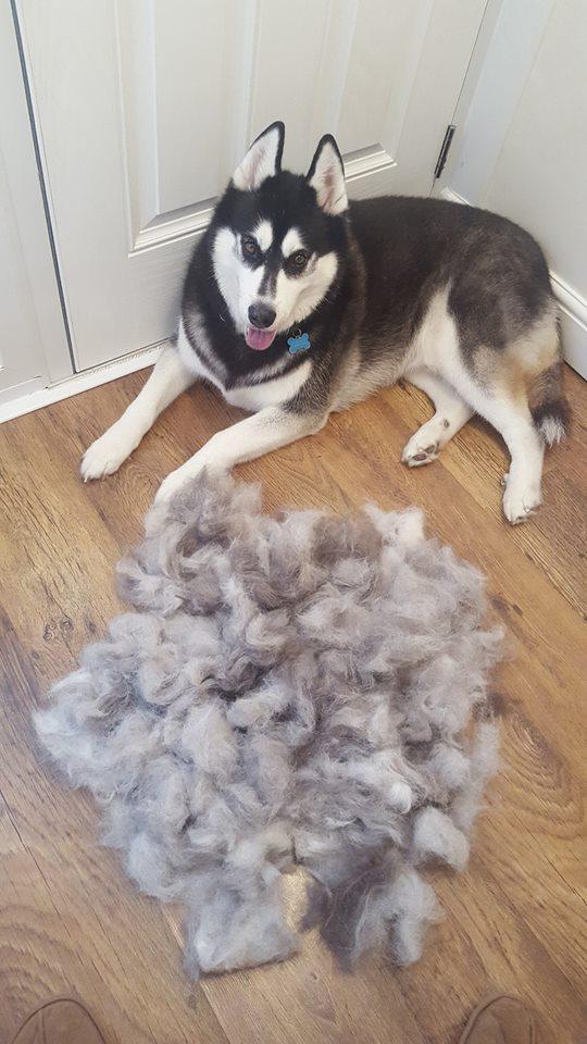 新手养哈士奇注意事项为什么（新手养哈士奇注意事项）