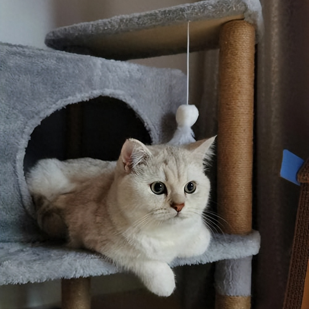 英短蓝猫多少钱一只（10种猫的最新价格一览表【含蓝猫】）