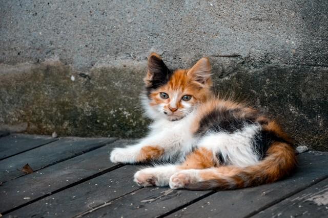 三花猫多少钱一只