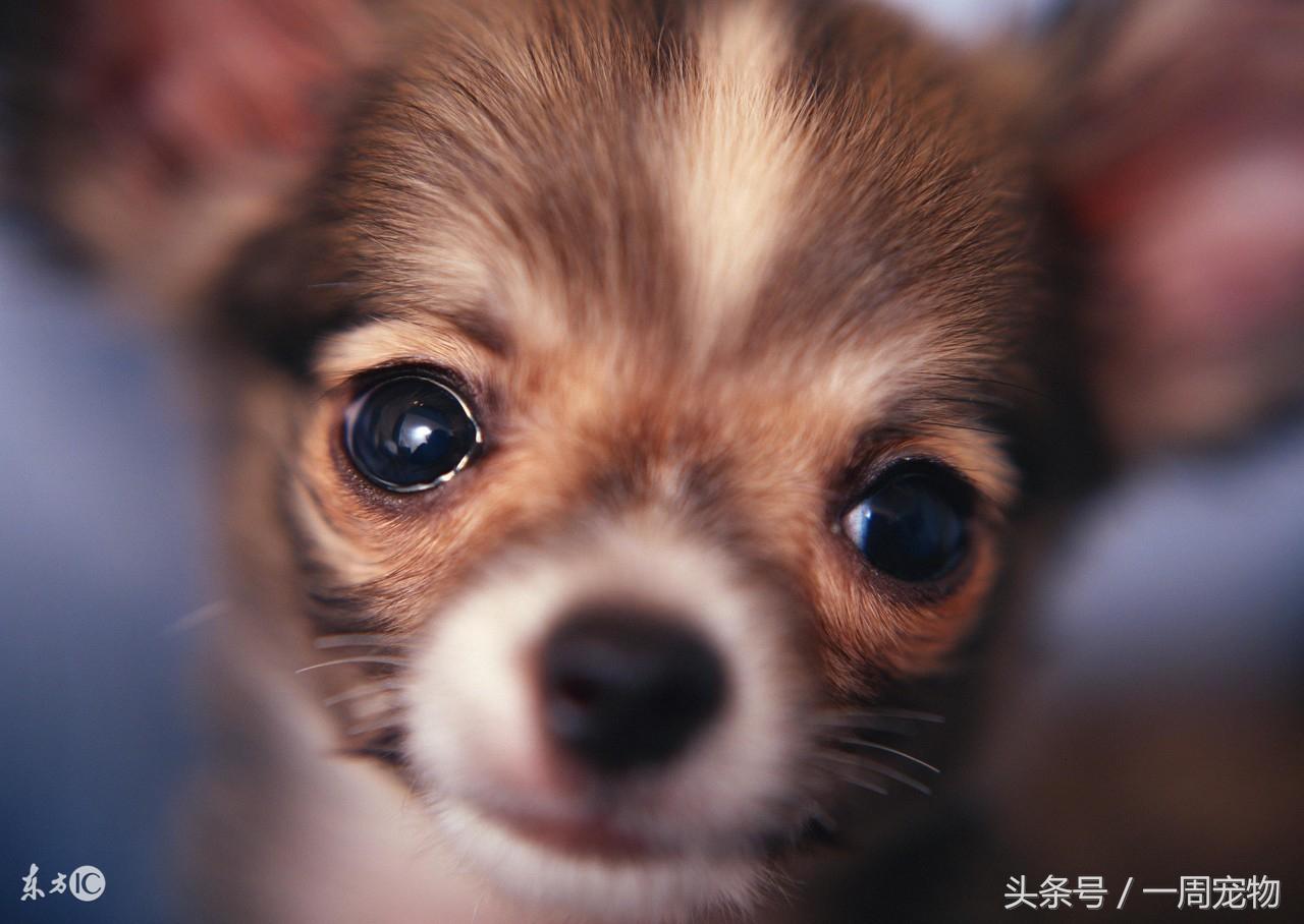 吉娃娃怎么训练才好