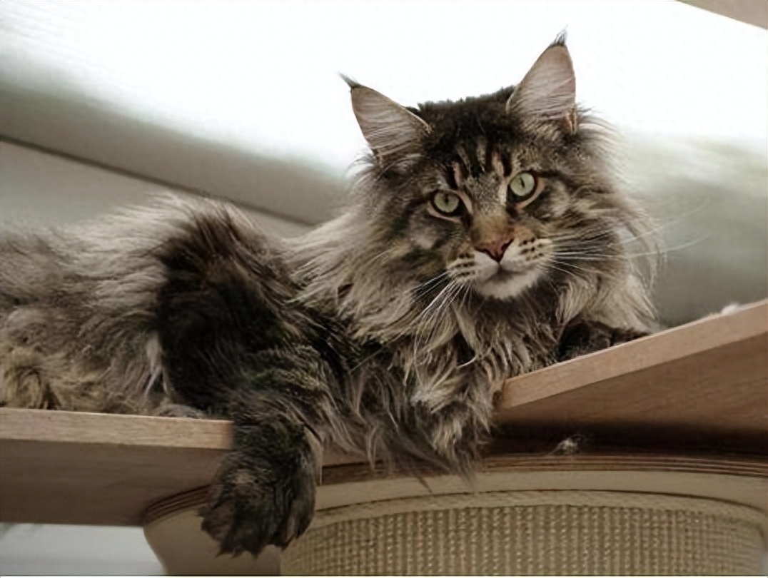 英短蓝猫多少钱一只（10种猫的最新价格一览表【含蓝猫】）