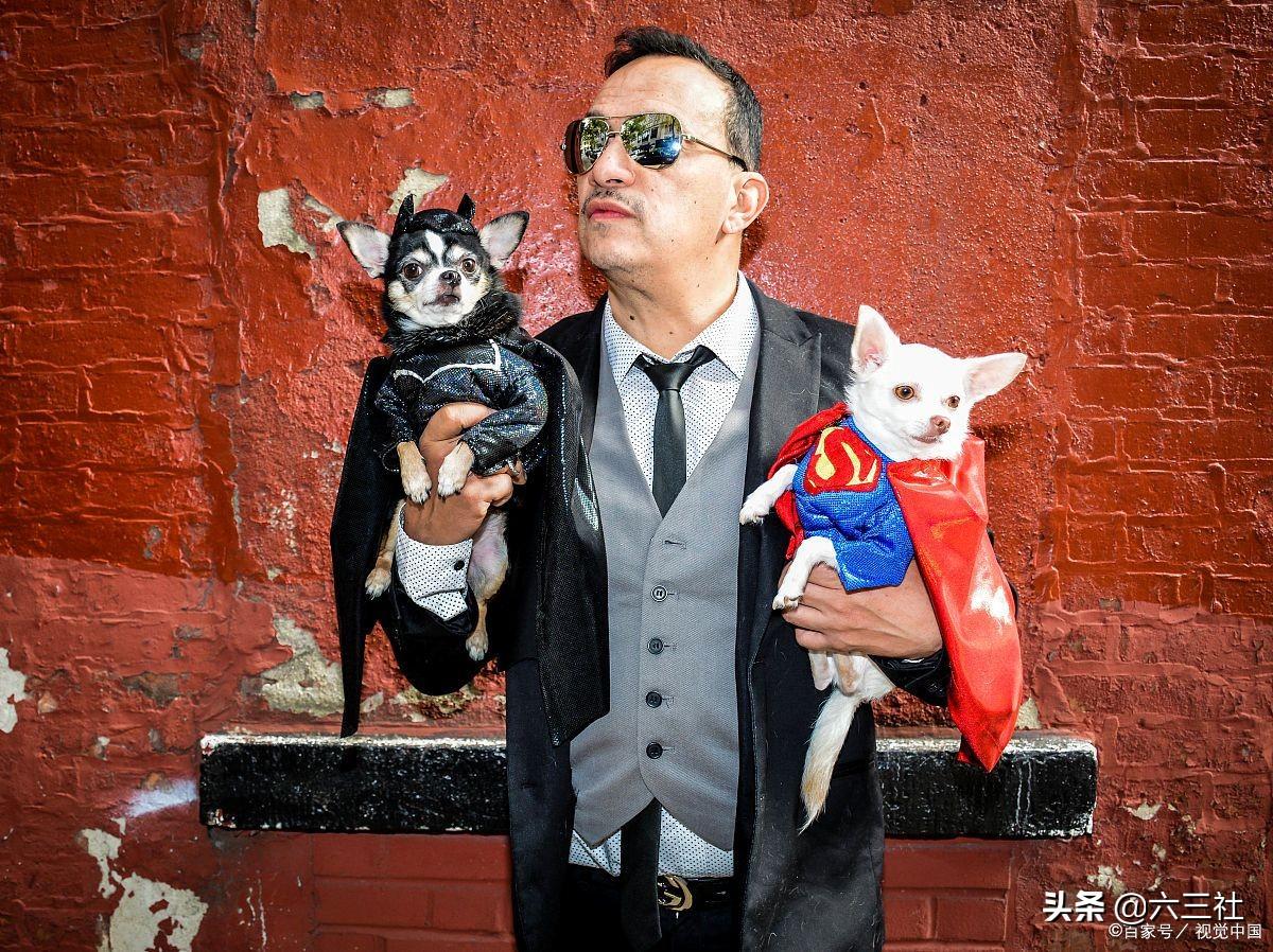 你知道可卡犬掉毛吗（可卡犬图片价格表）